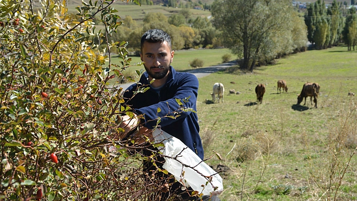 Sarıkamış'ta Kuşburnu Toplama Sezonu Başladı