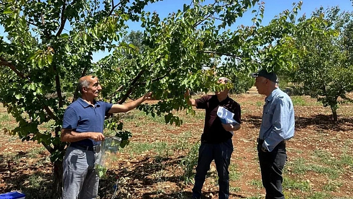 Şarka virüsü için alarm: Malatya'da 154 numune incelendi