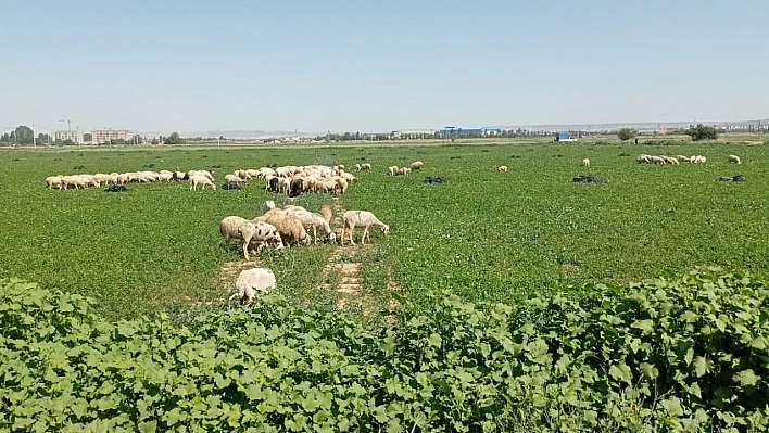 Satamadığı maydonazları koyunlara yedirdi