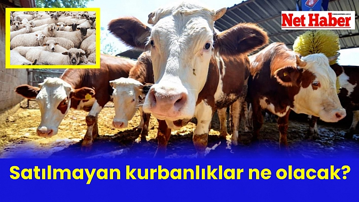 Satılmayan kurbanlıklar ne olacak?