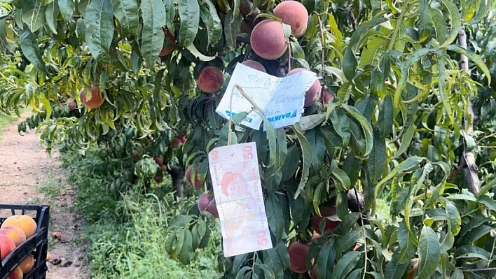 Şeftali Ağacında Bulunan Not Tarla Sahibinin Kalbini Isıttı!