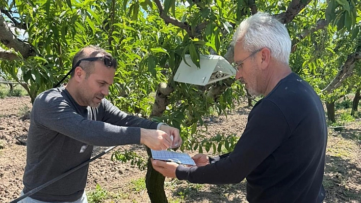 Şeftali güvesine karşı feromon tuzakları kuruldu