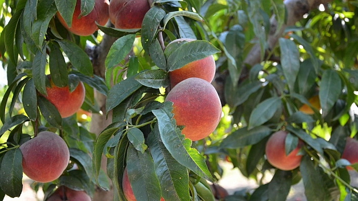 Şeftali hasadı başladı