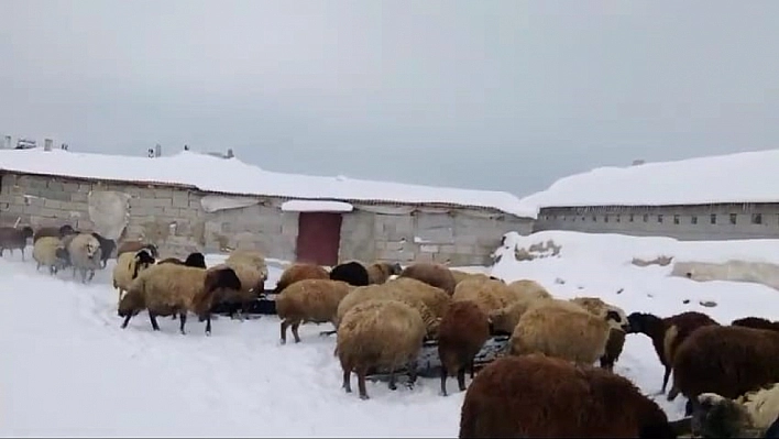 Sibirya soğukları besicileri zorluyor