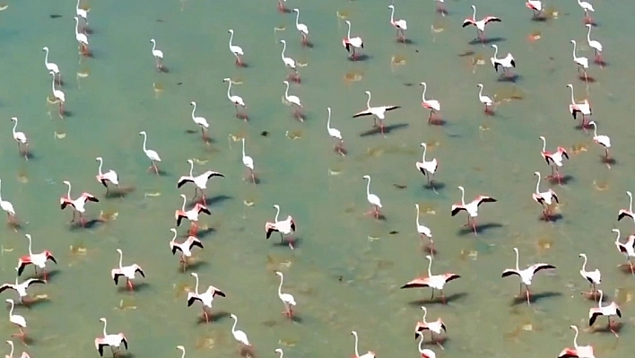 Sıcak hava Flamingo göçünü geciktirdi