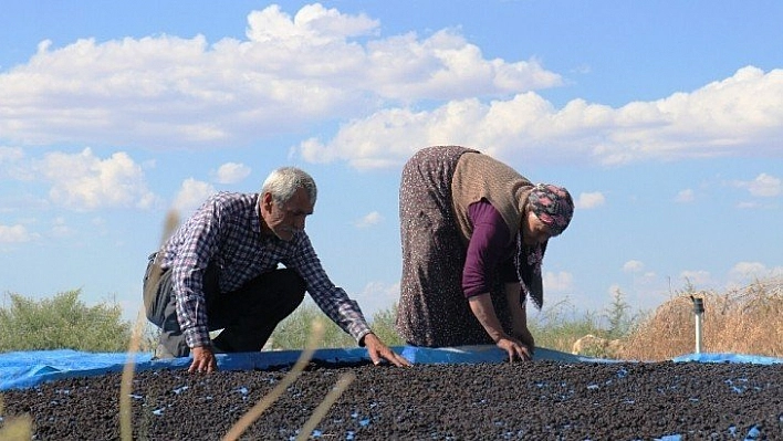 Şifa deposu karadut