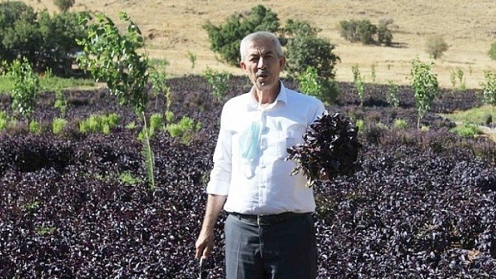 Marmelat ve salçası da yapılıyor