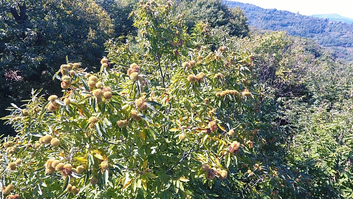 Sinop'ta Kestane Hasadı Başladı