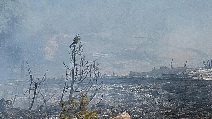 Sinop'ta orman yangını