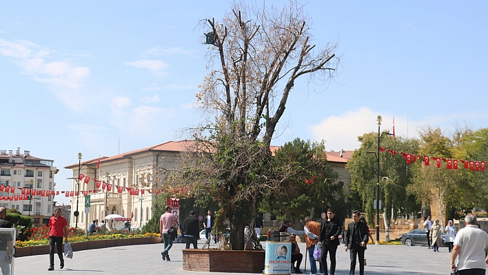 Sivas'ın sembolü olan 'Tek Ağaç' kurudu