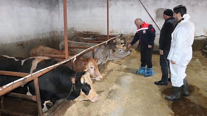 Sivas'ta şap aşılama kampanyası devam ediyor