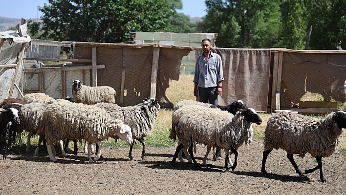 Sivas'ta sokak köpekleri dehşet saçtı