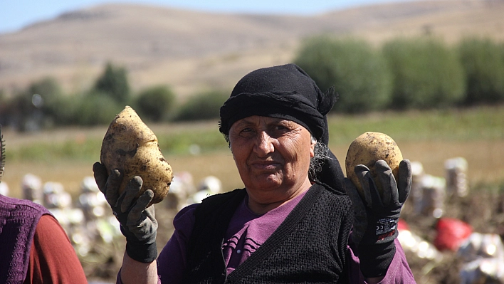 Sivaslı Patates Üreticisi, Aracıları Ortadan Kaldırdı