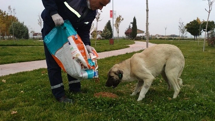 Sokak hayvanlarına yem bıraktılar