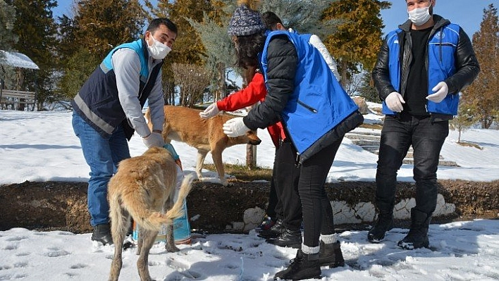 Sokak hayvanları unutulmadı