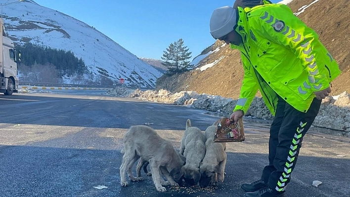 Sokak hayvanları unutulmadı