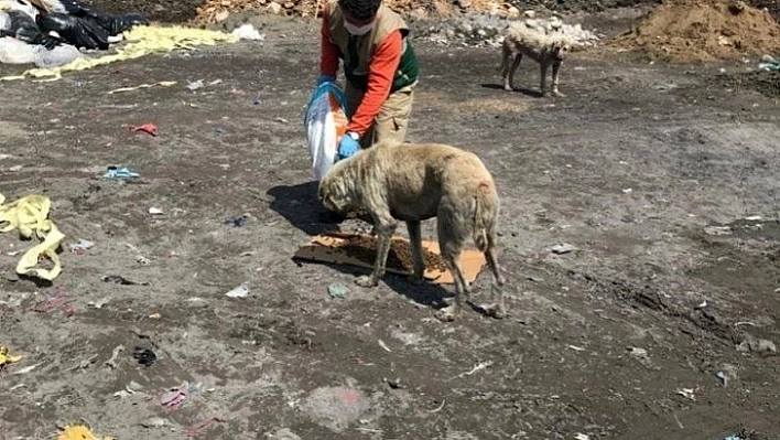 Sokak hayvanları unutulmuyor