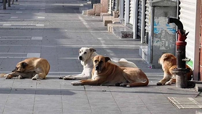 Sokak Hayvanları Yasa Tasarısı Komisyonda! Peki Gençler Ne Düşünüyor? İşte yanıtı...