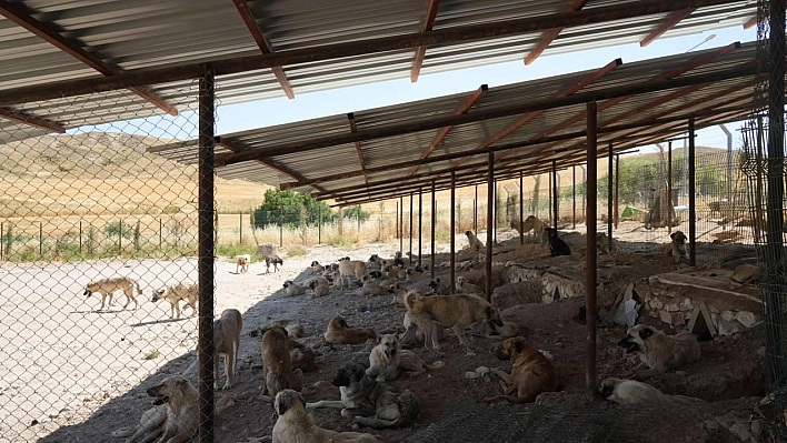 Sokak hayvanlarına doğal yaşam ve gölgelik desteği