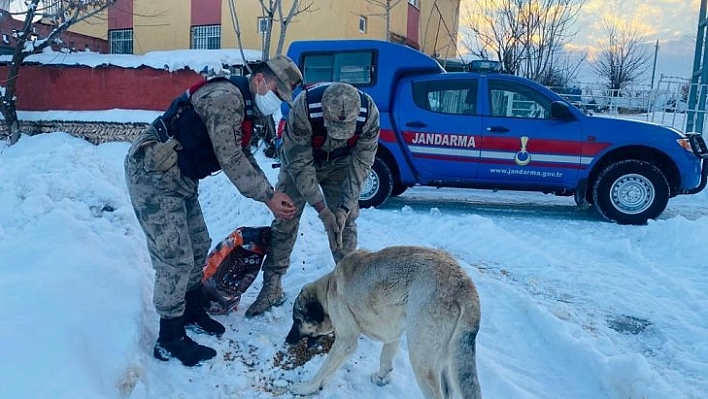 Sokak hayvanlarına jandarma  şefkati