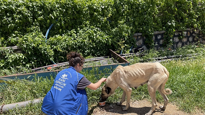 Sokak hayvanlarına mama desteği