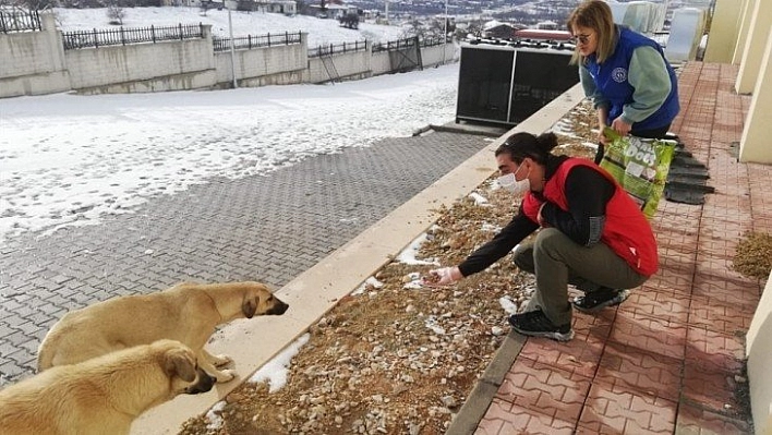 Sokak hayvanlarına yiyecek