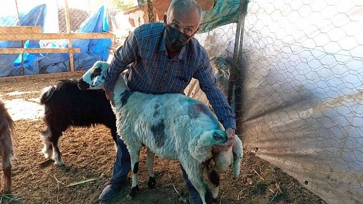 Sokak köpekleri saldırdı