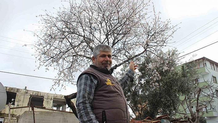 Hatay'da badem ağacı çiçek açtı