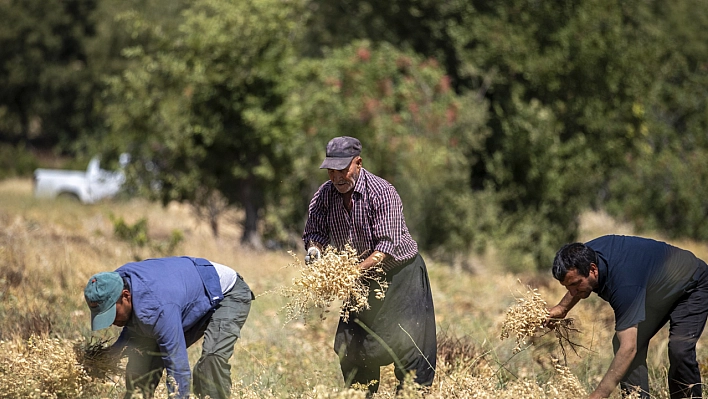 Süper buğdayın hasadı başladı