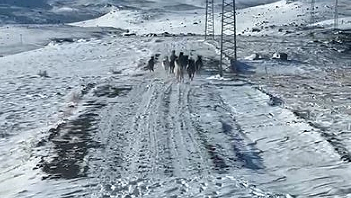 Sürü halindeki yılkı atları görüntülendi