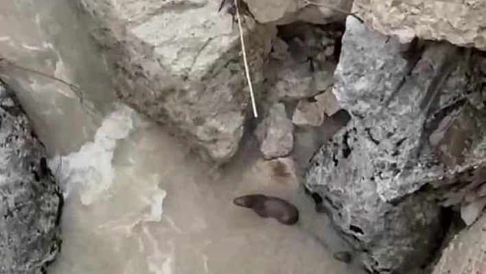 Tağar Çayında su samurları görüntülendi