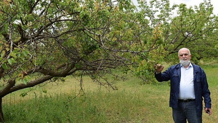 Tarım ilacı kayısı ağaçlarını kuruttu