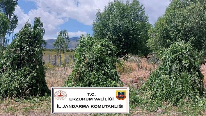 Tarlada uyuşturucu yakalandı!