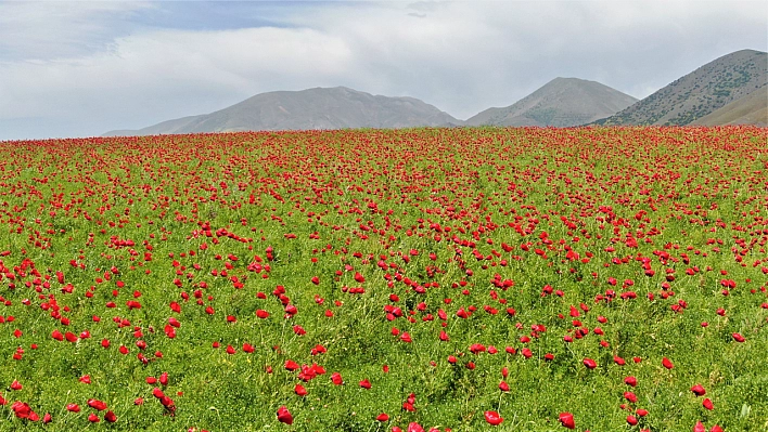 Tarlalar kırmızıya boyandı