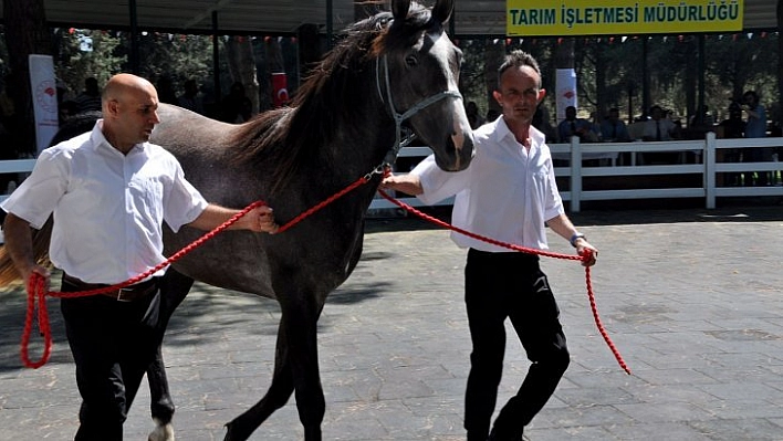 Taylar görücüye çıkıyor