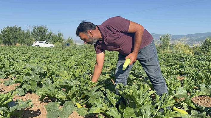 Tokat'ta meyveleri don vurdu, çiftçi ilk mahsulü öşür niyetine dağıttı