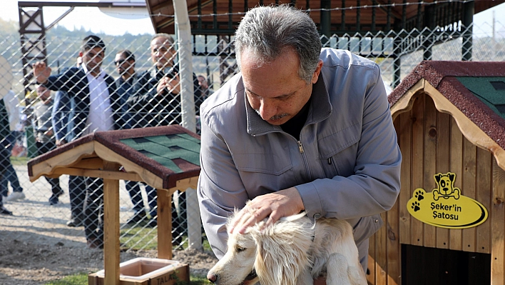 Türkiye'ye örnek 'Pati Evi'