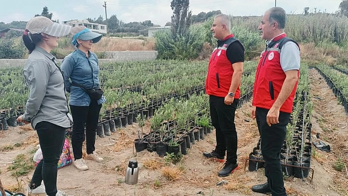 Türkmen, fidan üretim sahalarını inceledi
