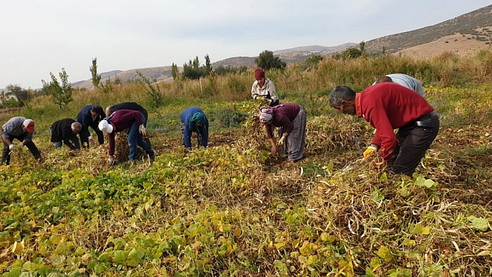 Türküler eşliğinde hasat