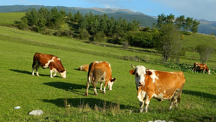 Üç mevsim bir arada