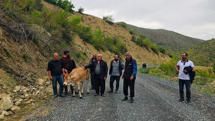 Uçuruma yuvarlanan inek kurtarıldı