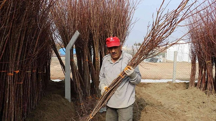 Kayısı fidanına büyük ilgi