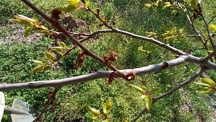 Üreticiler zor durumda kaldı