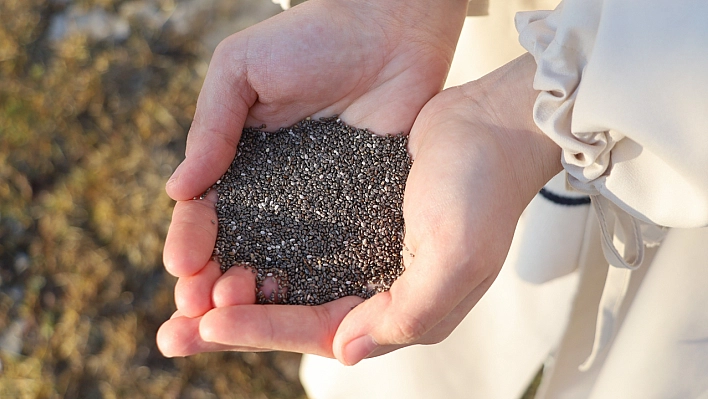 Uzmanı açıkladı: Sahurda chia tohumu tüketin