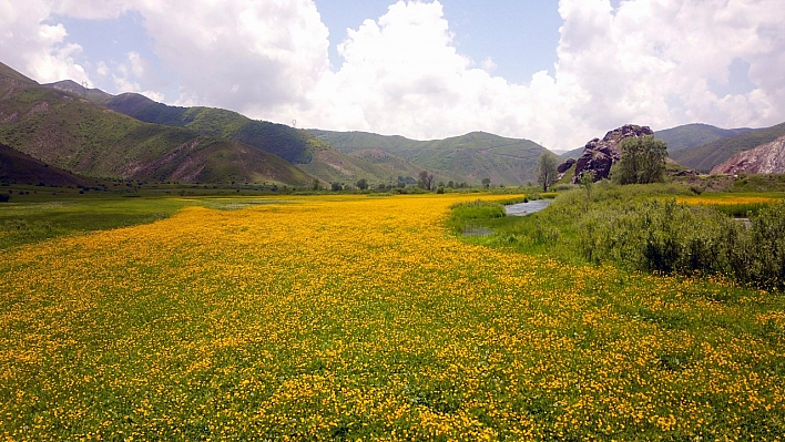 Vadi sarıya boyandı