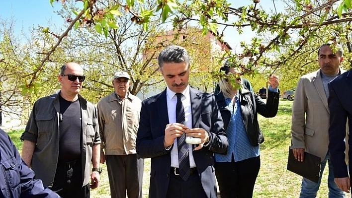 Kayısı bahçelerini incelediler