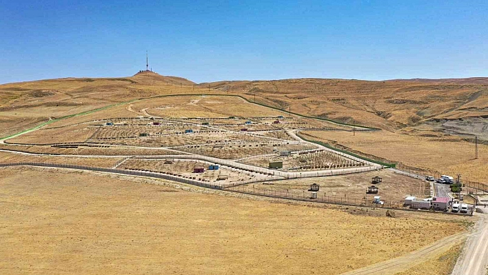 Doğal yaşam alanına 20 bin ağaç dikildi