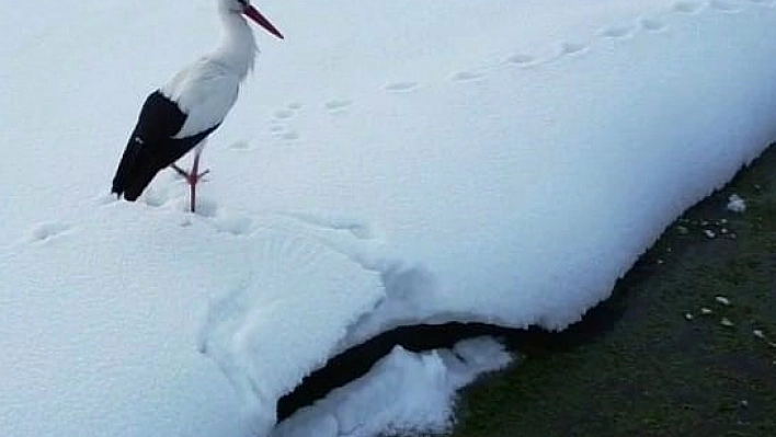 Van'da Göç Etmeyen Leylekler Kışın Dondurucu Soğunda Mahallede Kaldı