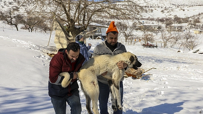 Yaralı hayvanlar tedavi ediliyor