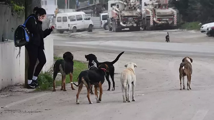 Vatandaş Tedirgin: Sokakta Tehlike Artıyor!